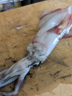 ケンサキイカの釣果