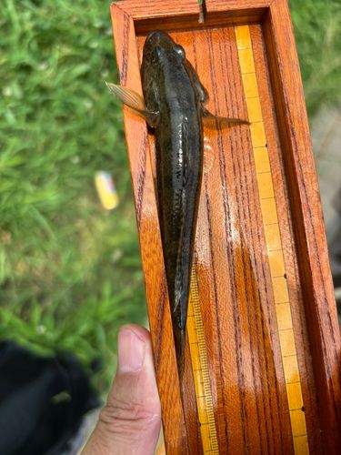 マハゼの釣果