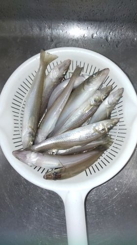 キスの釣果