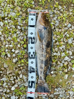 アイナメの釣果