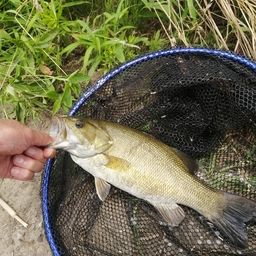 スモールマウスバス