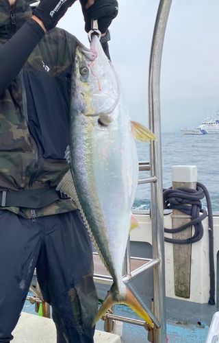 ブリの釣果