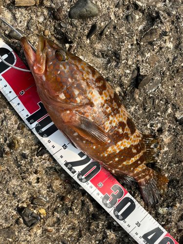 キジハタの釣果