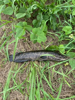 ライギョの釣果