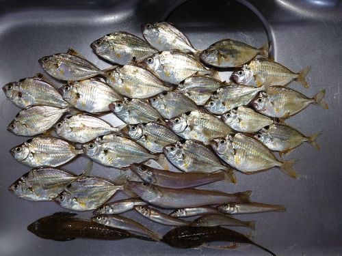 ヒイラギの釣果