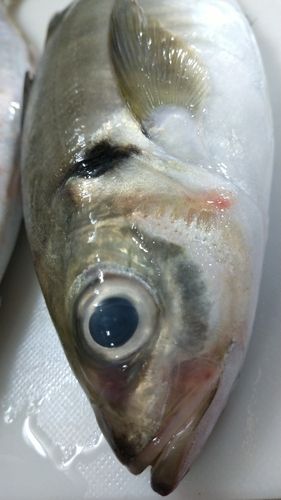 マアジの釣果