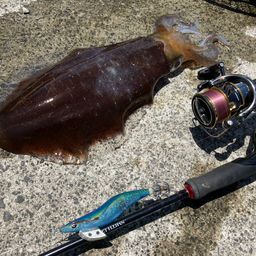 アオリイカ