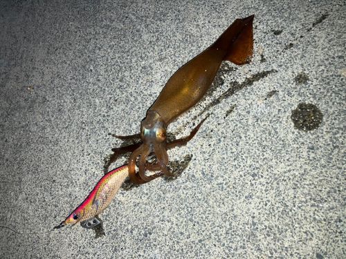 スルメイカの釣果