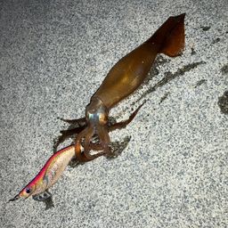 スルメイカ