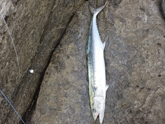 サゴシの釣果