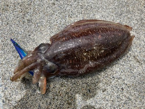 コウイカの釣果