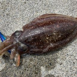 コウイカ