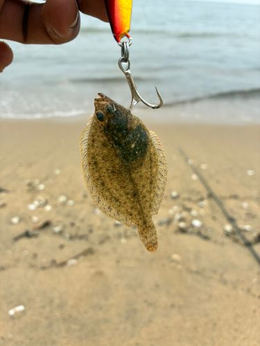 イシガレイの釣果