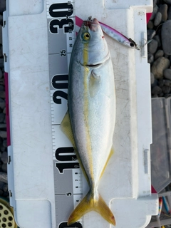 ワカシの釣果