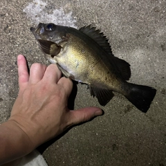 クロメバルの釣果