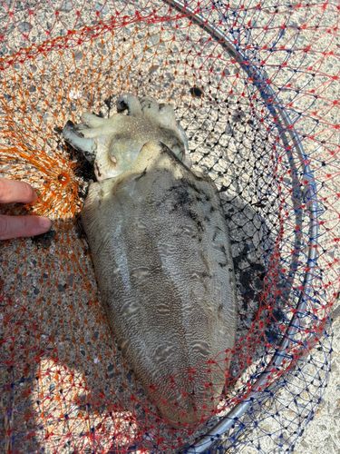 モンゴウイカの釣果