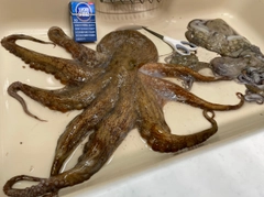 タコの釣果