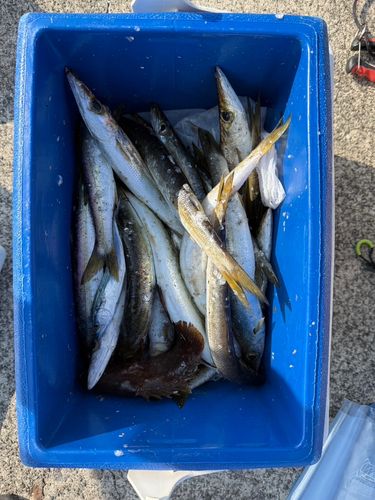 カマスの釣果