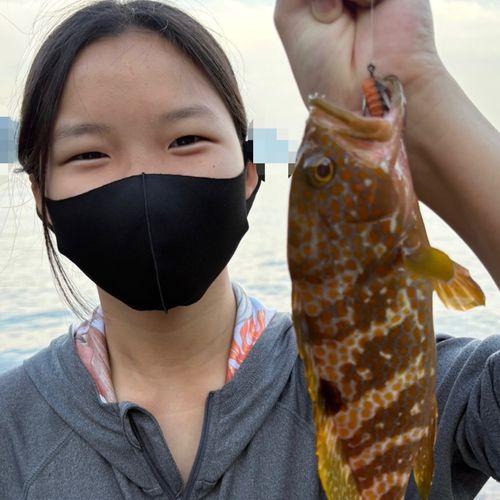 アコウの釣果