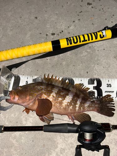 アコウの釣果