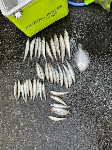 シロギスの釣果