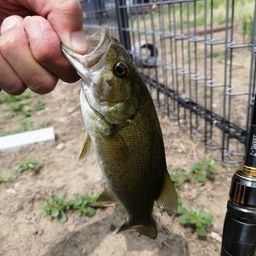 スモールマウスバス