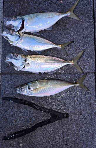 アジの釣果
