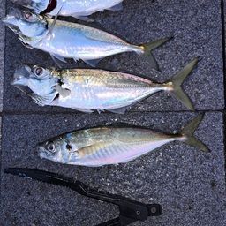 アジ