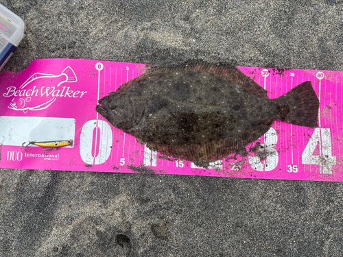 ヒラメの釣果