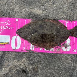 ヒラメ