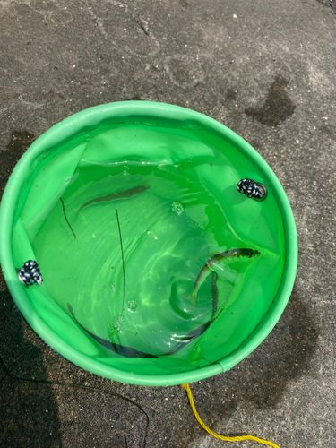 サッパの釣果