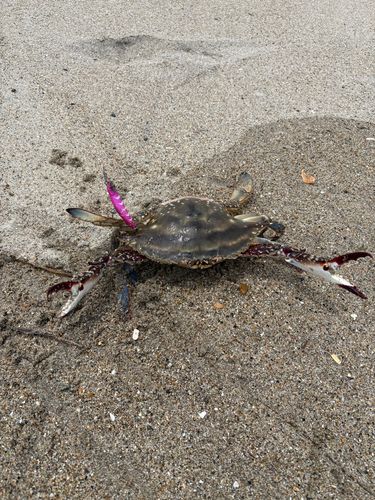 ワタリガニの釣果