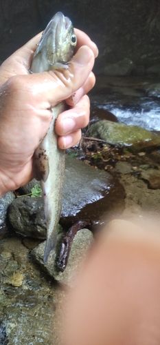 レインボートラウトの釣果