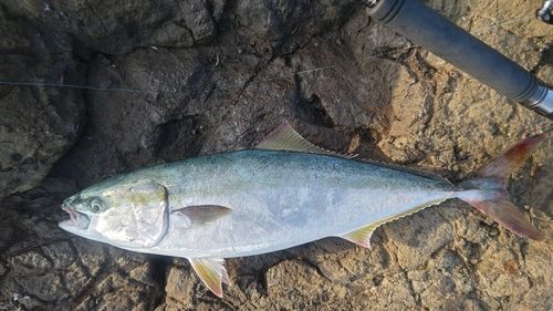 メジロの釣果