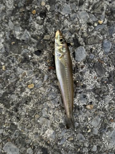 シロギスの釣果