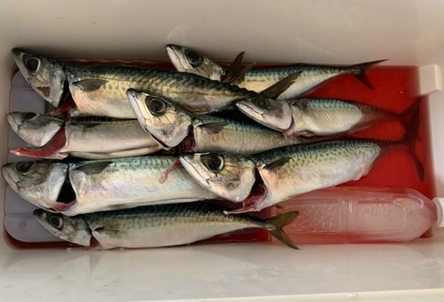 マサバの釣果