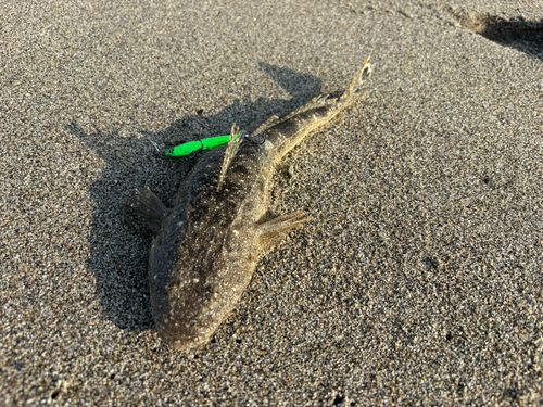 マゴチの釣果