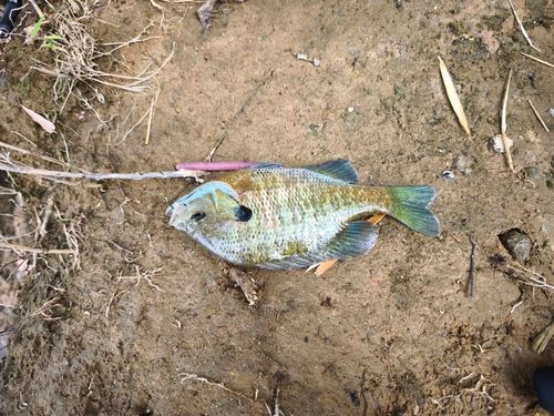 ブルーギルの釣果