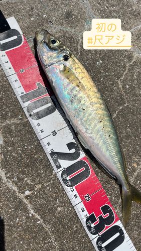 アオアジの釣果