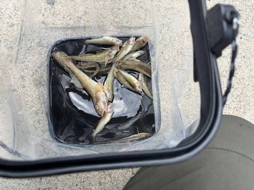 マハゼの釣果