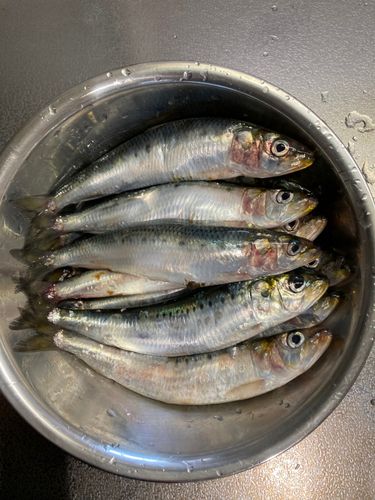イワシの釣果