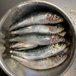 イワシ