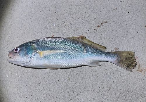 イシモチの釣果