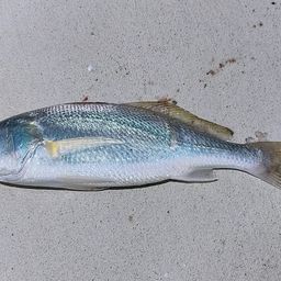 イシモチ