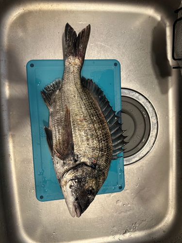 チヌの釣果