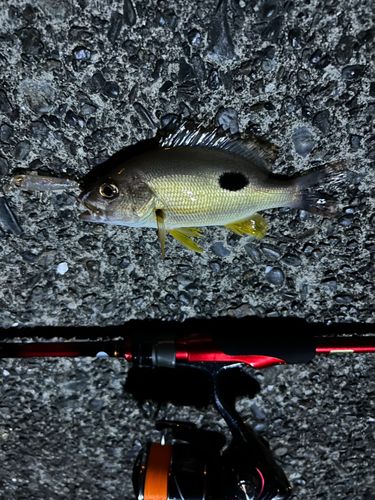 クロホシフエダイの釣果