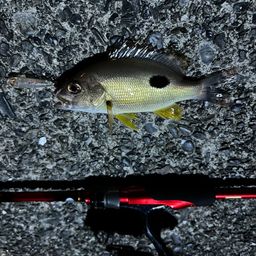 クロホシフエダイ