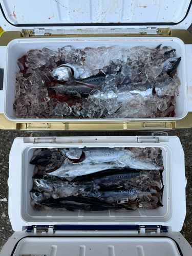 メジカの釣果