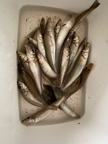 キスの釣果