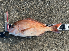 マダイの釣果